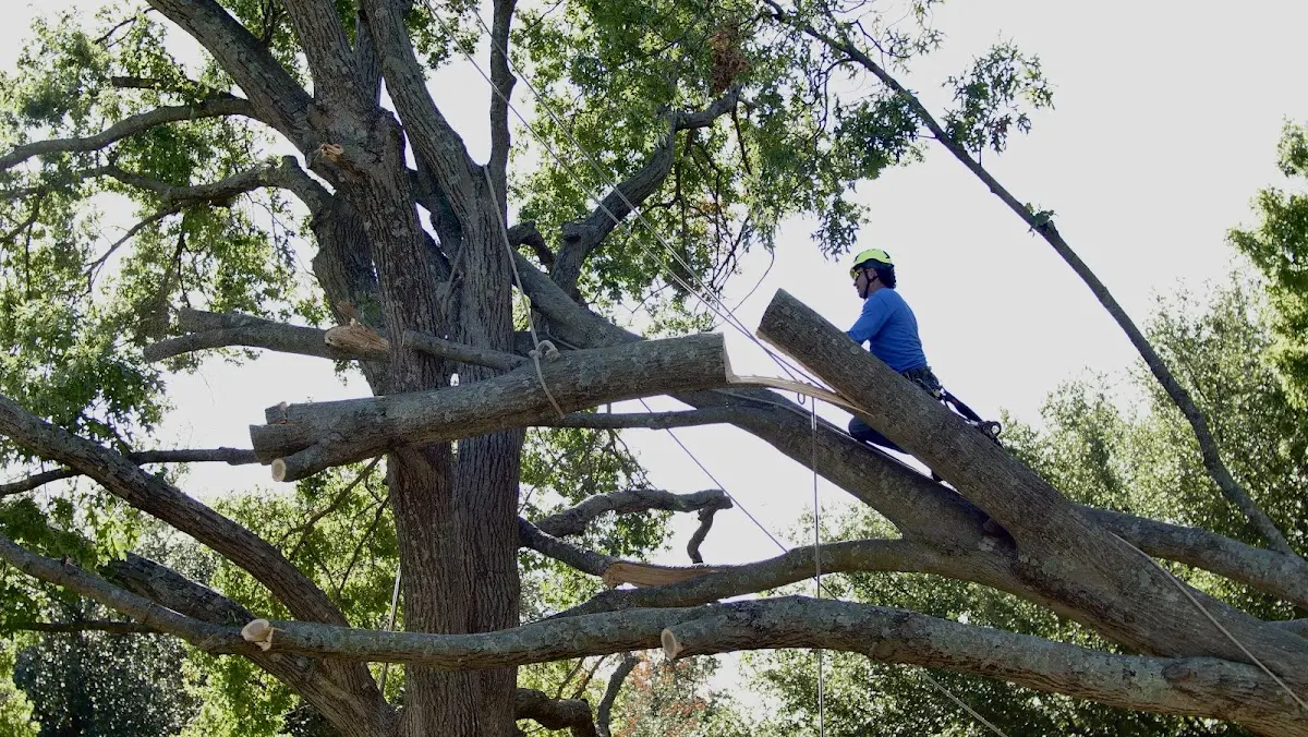 Professional Crown Thinning performed by certified arborists in Mount Pocono